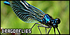 Stamp; ebony jewelwing damselfly. DRAGONFLIES