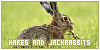 hare