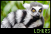 Stamp; ring-tailed lemur