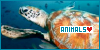 Loggerhead sea turtle