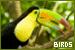 toucan