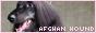 AFGHAN HOUND