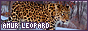 AMUR LEOPARD