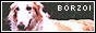 BORZOI