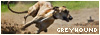 GREYHOUND
