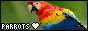 PARROTS <3