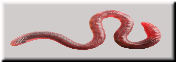 88x31 button; earthworm